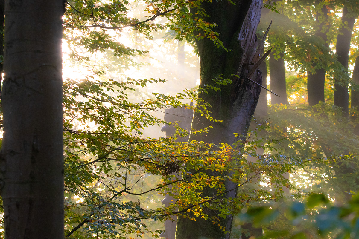 Adobe Portfolio autumn forest herbst natur Nature wald