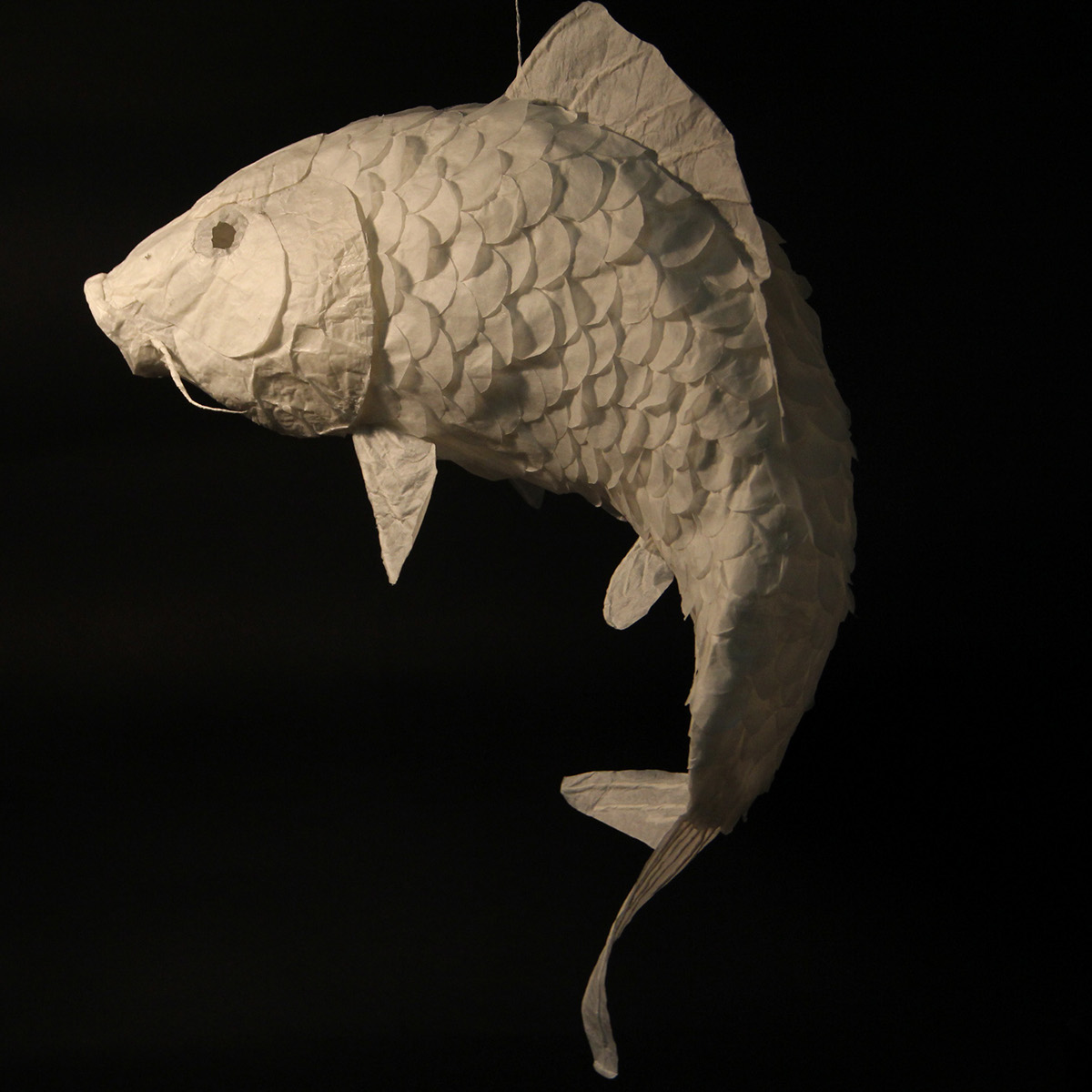 coil fish fish tracing paper paper george duan jonathan bonner