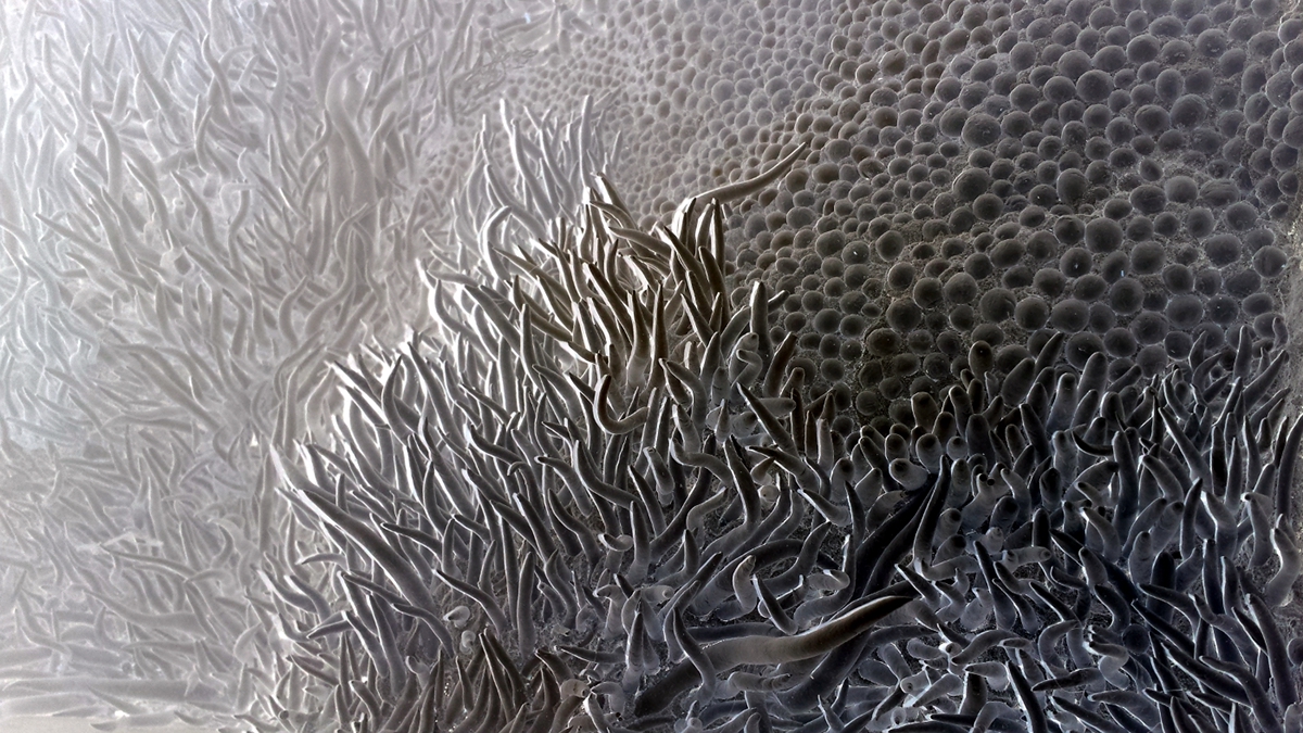 Adobe Portfolio Ocean sea inside anemone sealife clay tamar kasparian Nature underwater La Consigne Exhibition  Namur