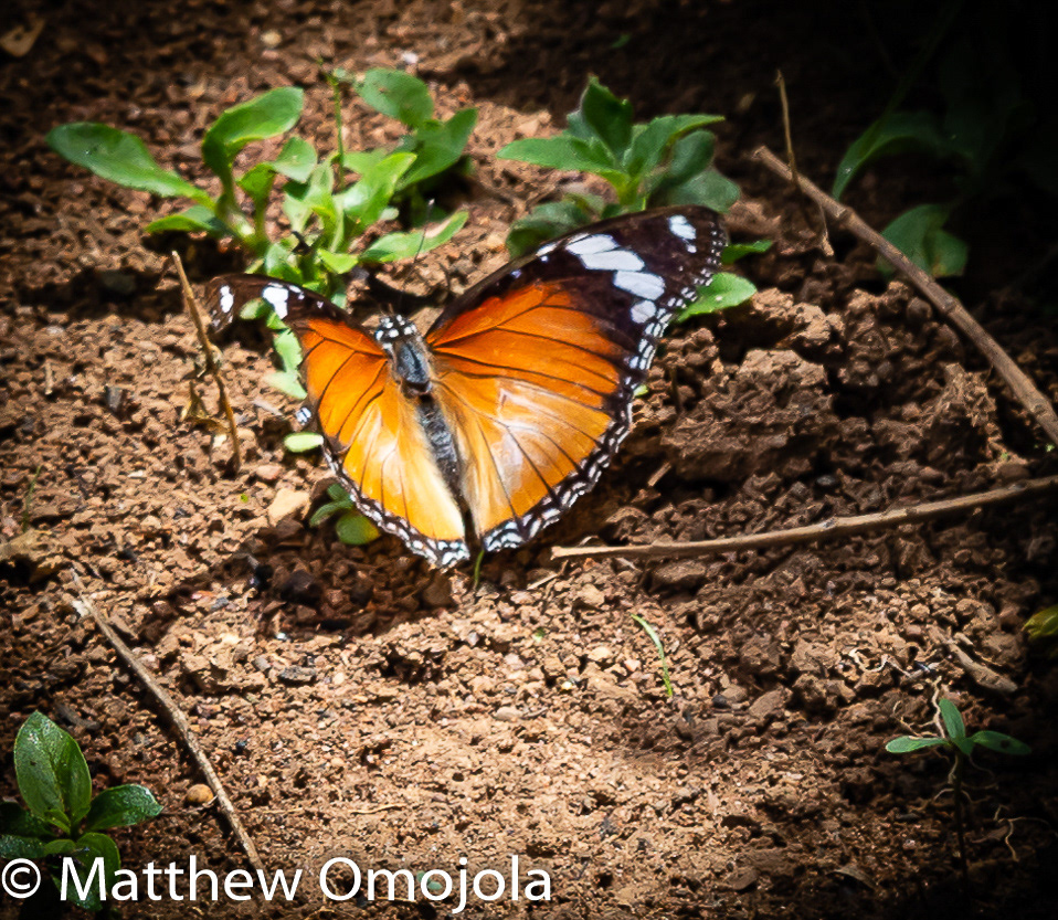 Ado Ekiti butterflies butterfly Ekiti State Insects nigeria rain forest things to do Things to see West Africa