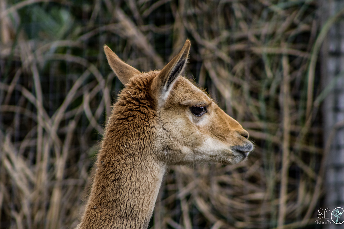 animals cute Rhea vicuña
