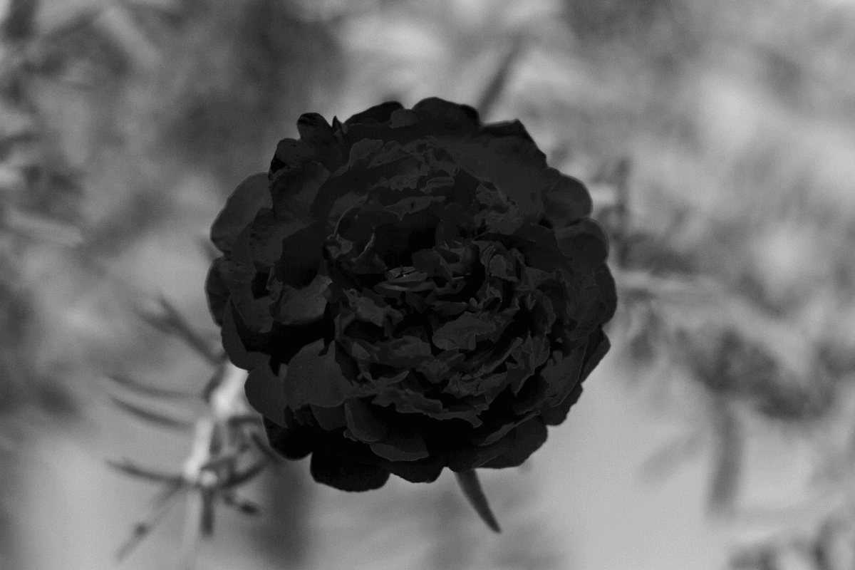 Nature Photography  Flores Flowers light luz Roses black and white blanco y negro digital