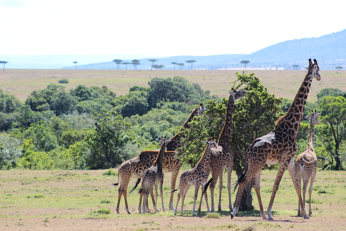 Maasai Mara safari reserve wild animals giraffe cheetah zebra adventure Travel kenya missions Nature acacia