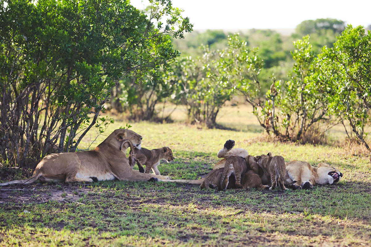 Lions masai mara kenya africa elephants lion cubs Hippopotamus safari wildlife