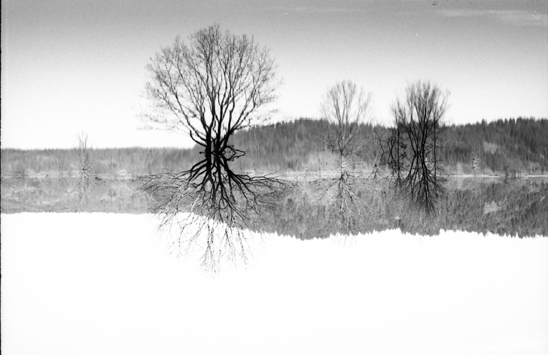 Tree  Black&white Relections water