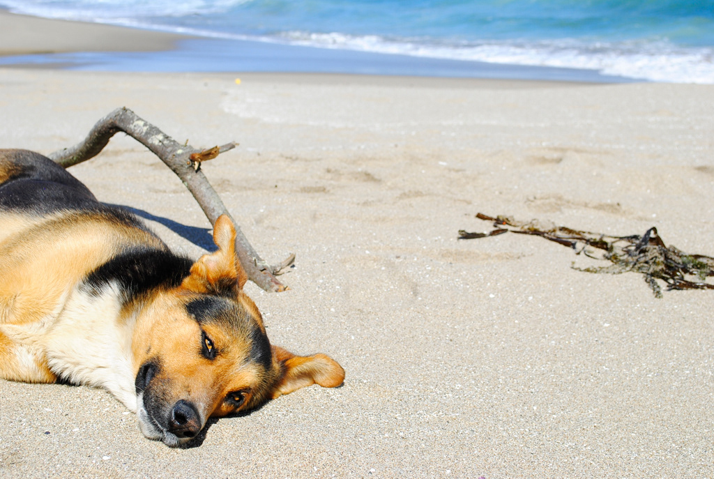 Fotografia danielahanna chile foto Fotos imagenes concepcion punta de choros lenga diñigue dog perros doglover mar natural