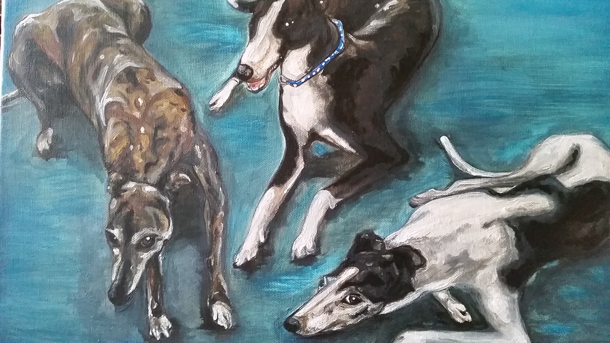 dog greyhound portrait