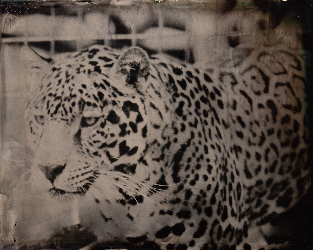 agca endangered species tintypes wetplate FINEART Photography 