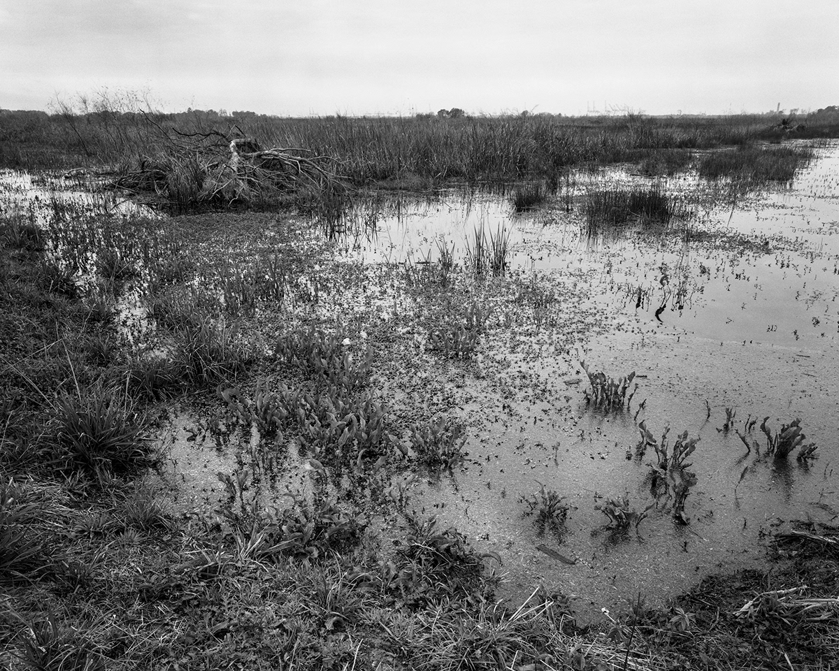 american south analog black and white climate change film photography Landscape large format Nature nature reserve wetlands