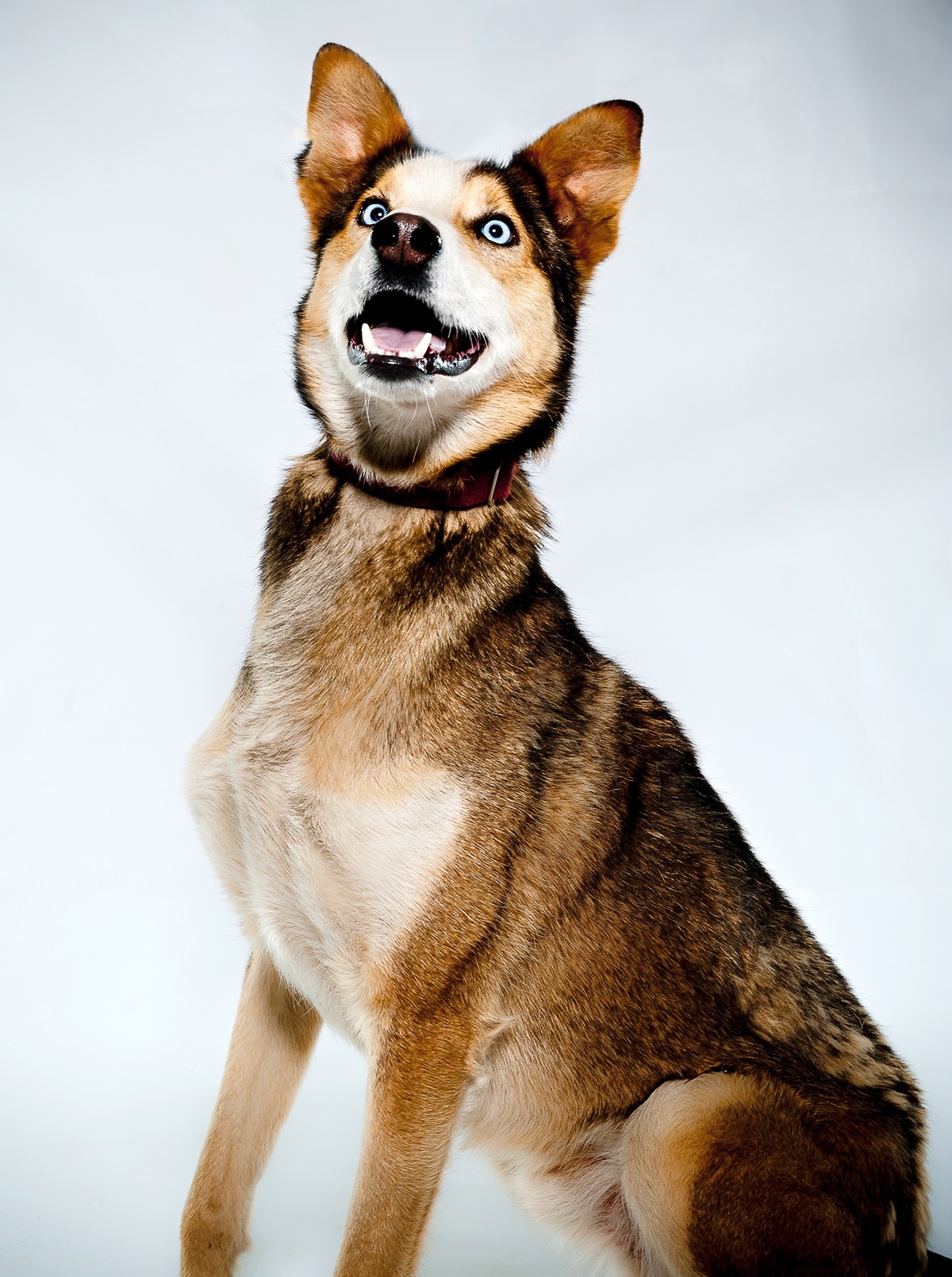 Pet portraits Dog Portraits animal photography Iditarod  iditarod dogs  dog photography  alaska dog  Dogs