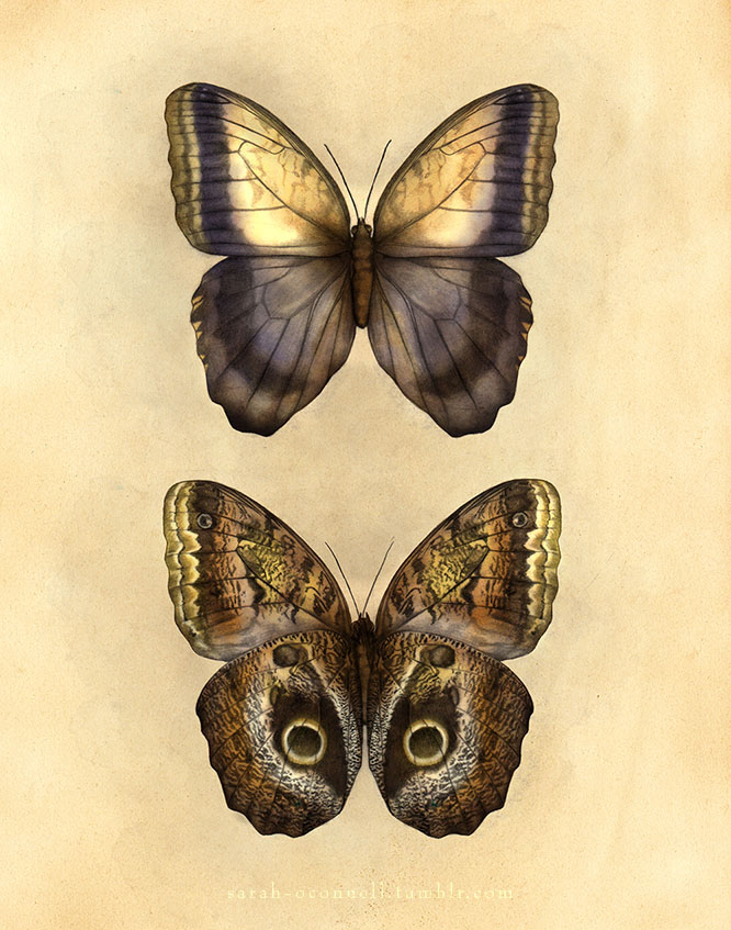 scientific illustration SCAD butterflies morphinae