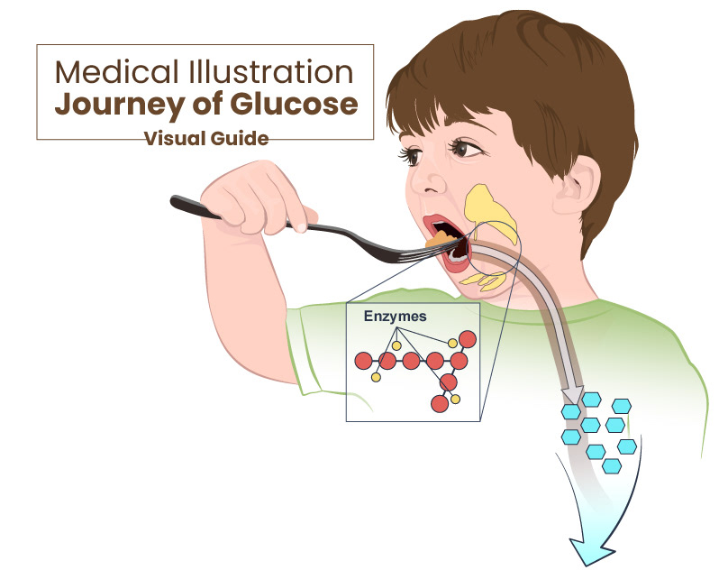 ILLUSTRATION  medical metabolism medical illustration medical design Health glucose diabetes Heaalthcare human physiology