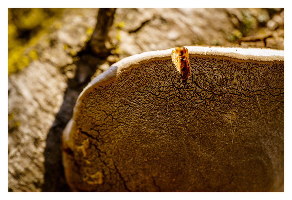 background closeup details fungus macrophotography Nature texture treebark trees wood