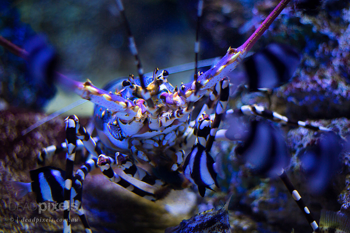 UNDERWATER PHOTOGRAPHY marine deep sea fish seahorse octopus underwater sea neon