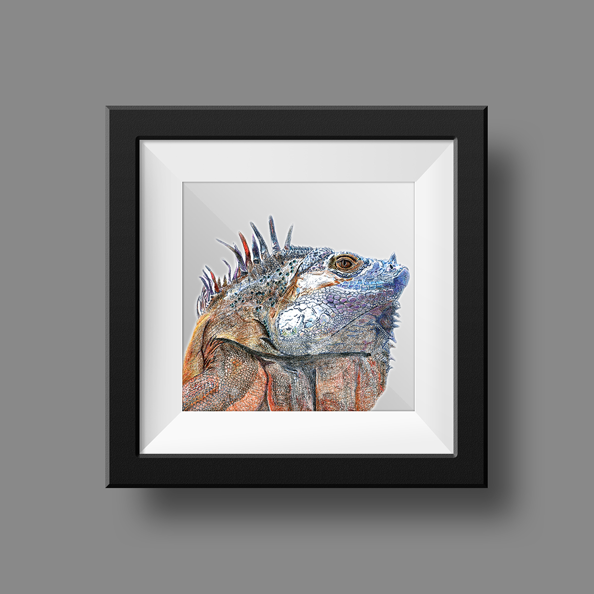 iguana lizard Drawing  watercolor retouch scanned lighbox line tracing coloured pencils