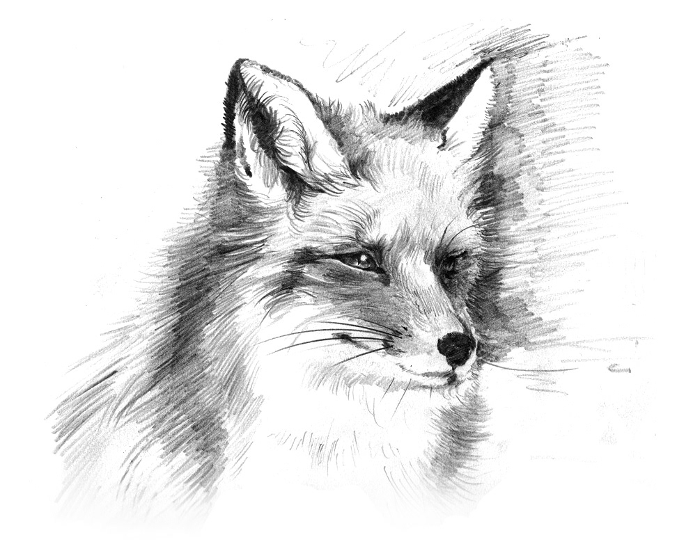 animals north america pencil sketches wildlife