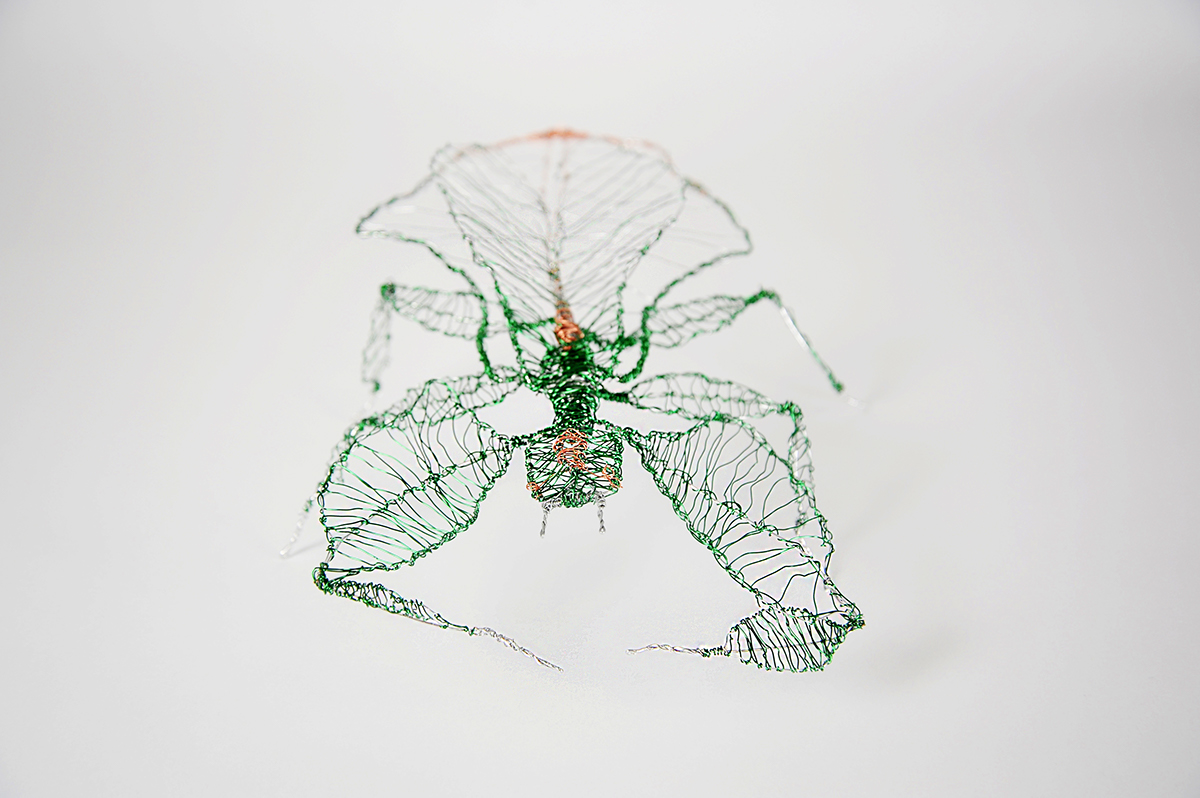 wire insect Nature sculpture sketch