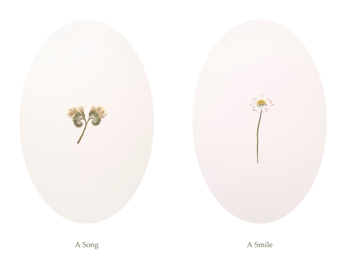 Photography  fine art concept conceptual Flowers floral Nature photo minimal simple delicate Memory thought