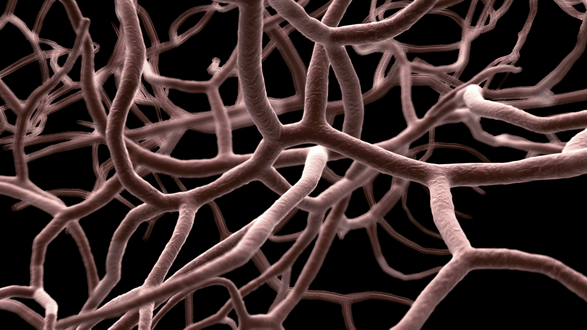 protozoa blood vessel esophagus proteins villi internal organs