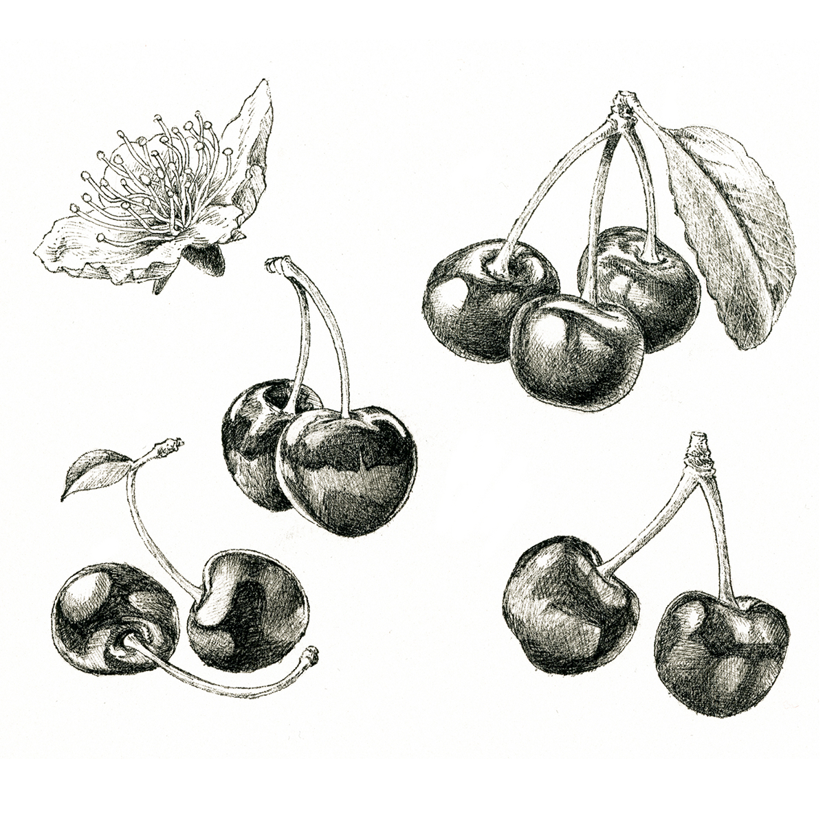 Fruit etching ILLUSTRATION  botanical ADV black and white