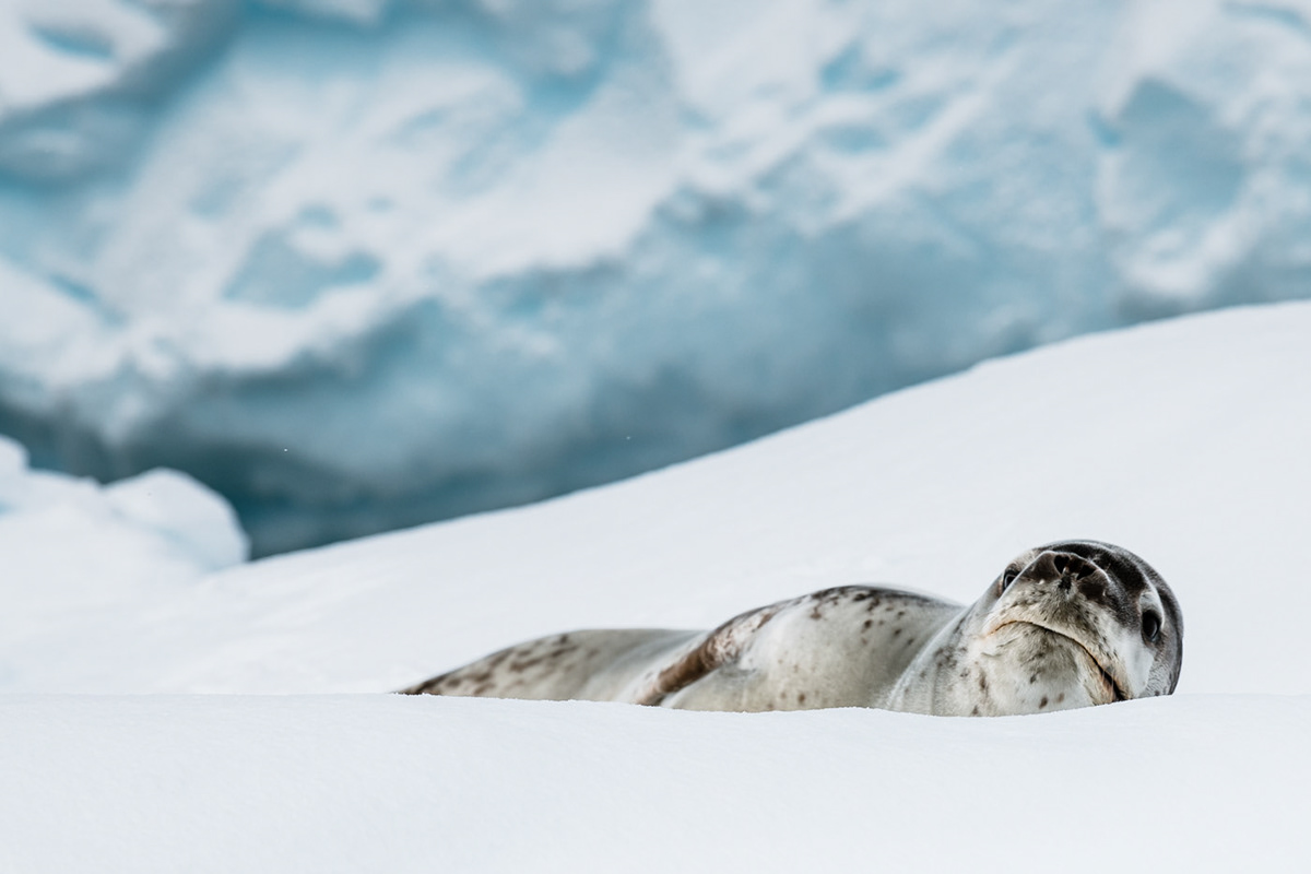 animals antarctica bird Ocean orca penguin seal sealife Whale wildlife