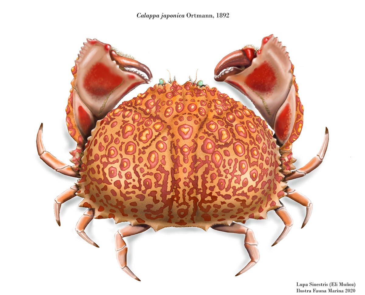 crab SciArt scientific illustration taxonomy crustacean collections