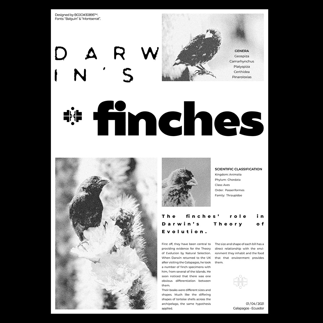adobe birds black design fonts poster texture
