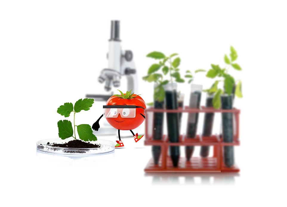 lycopene Tomato Food  chemistry Sciens research ketchup recipes