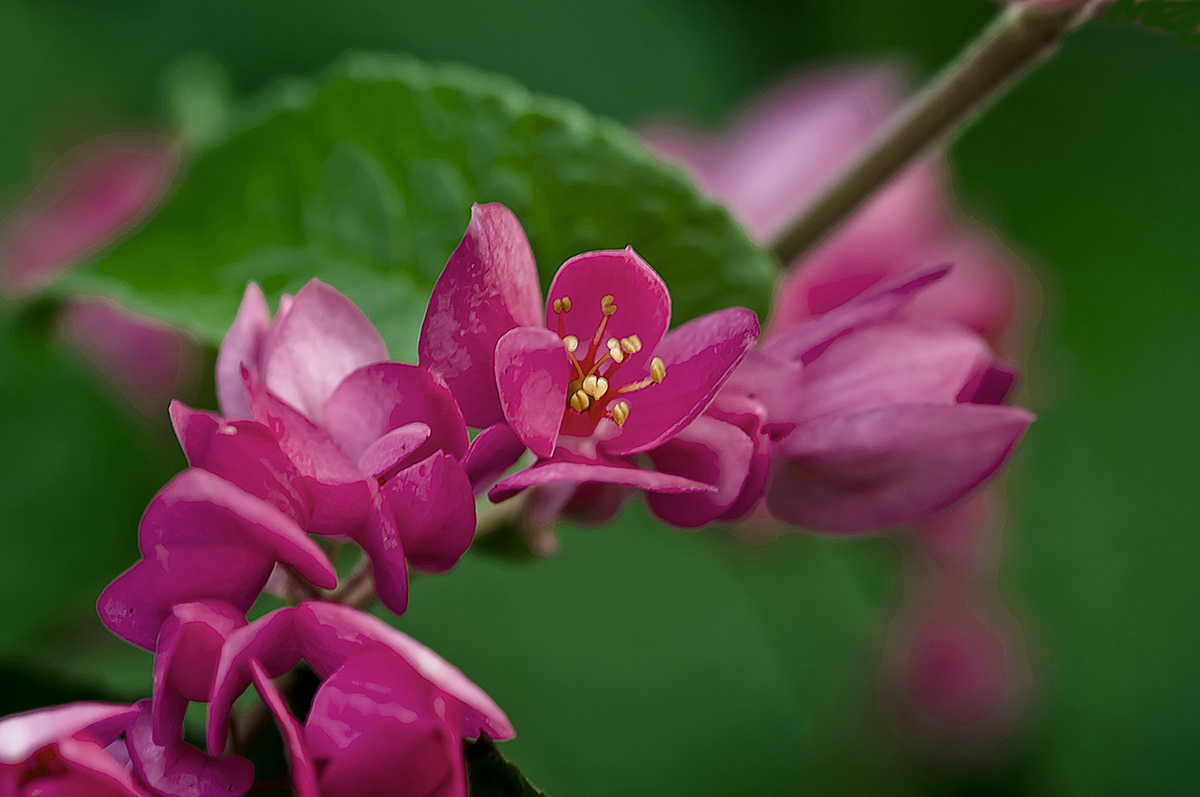 Flowers honolulu curly countryside pink green