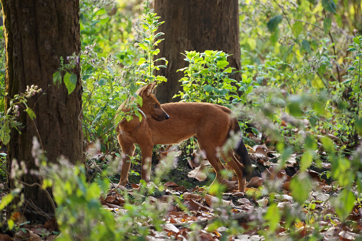 dhole Indian Wildlife jungle Kanha Nature India nature photography Travel wild animal wild dog Wildlife photography