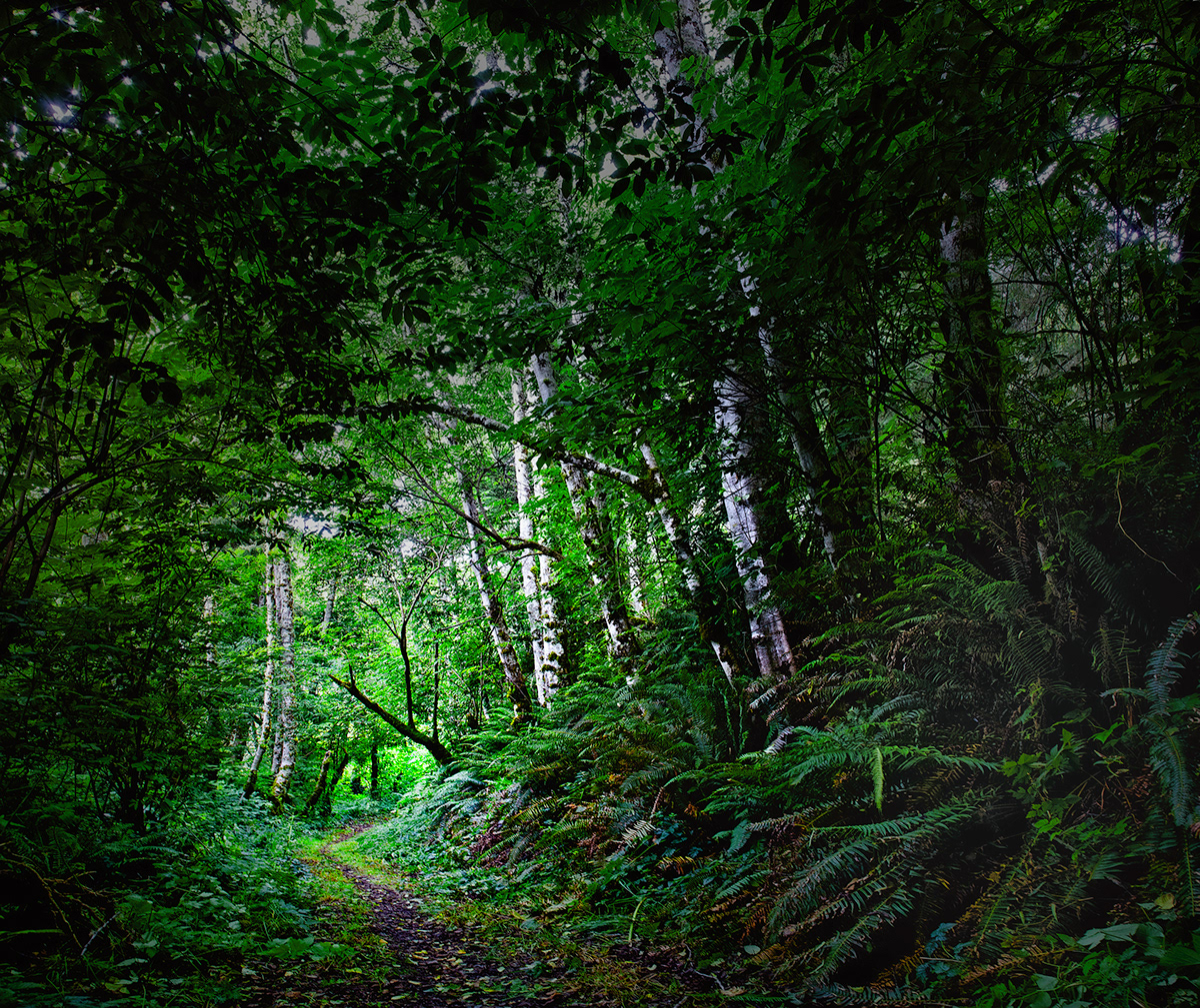 fern forest Maidenhair redwood olympic woodland lush green black & white pacific northwest