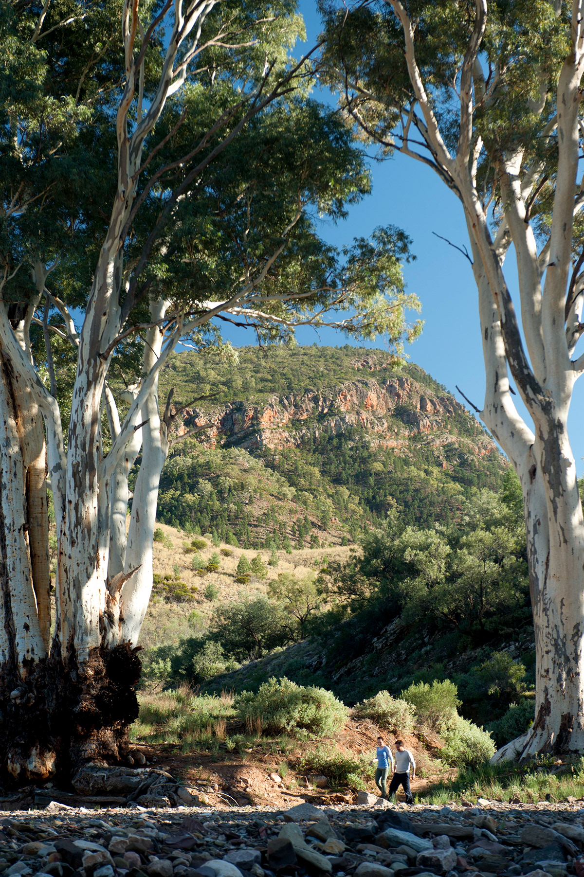 Flinders Ranges South Australia Australia