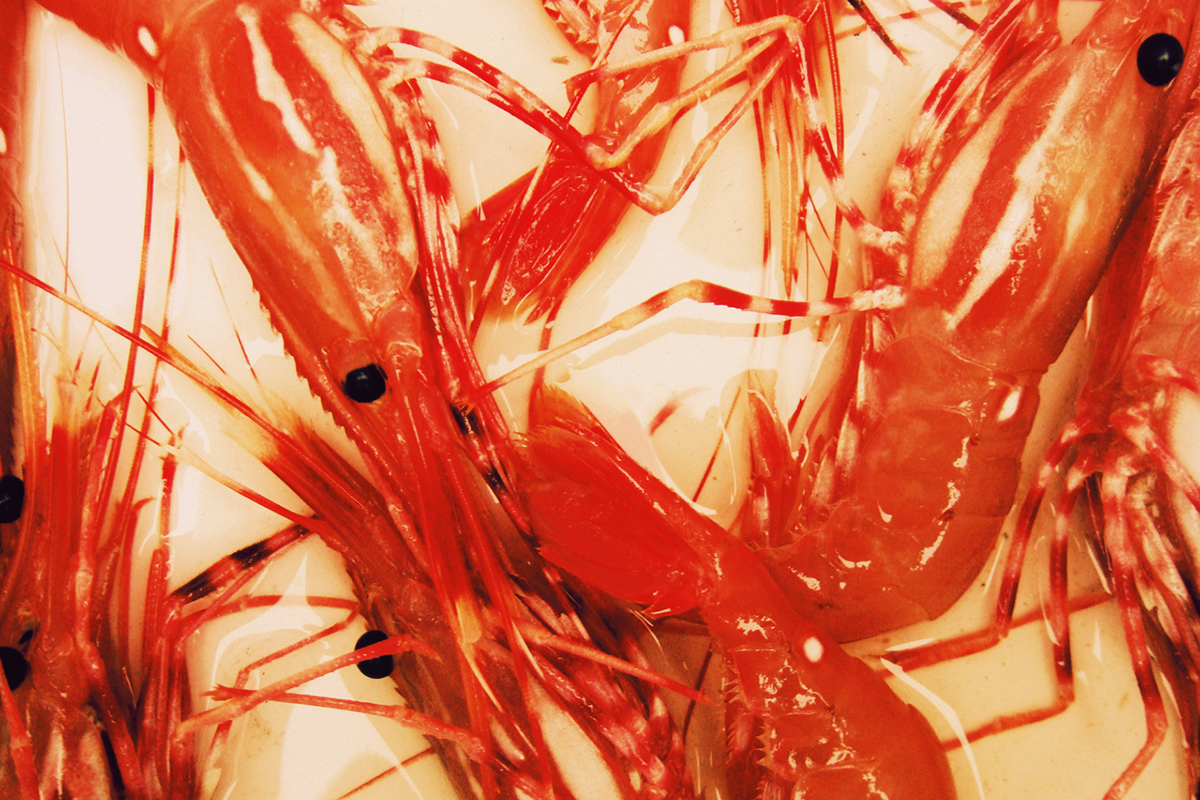 shrimp septa bag philadelphia