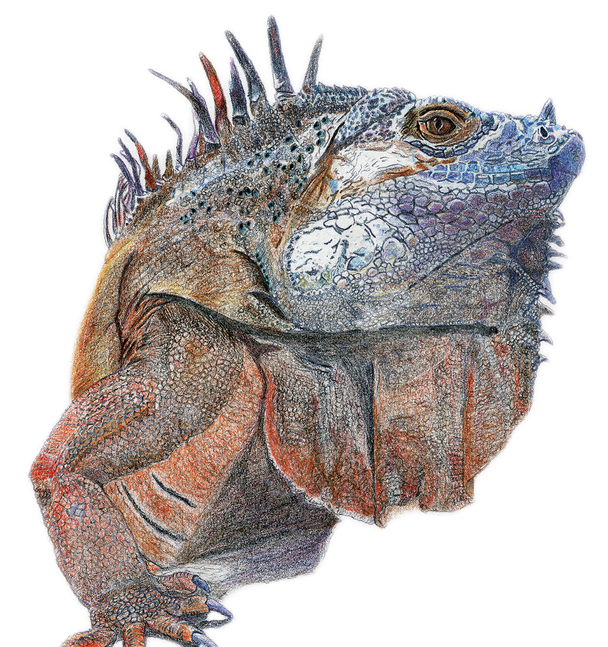 iguana lizard Drawing  watercolor retouch scanned lighbox line tracing coloured pencils