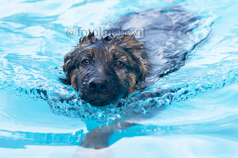 honden zwemmen sportpark Almelo