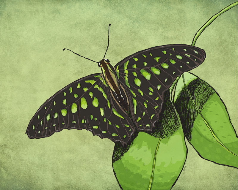 butterflies butterfly Food  cards digital illustration