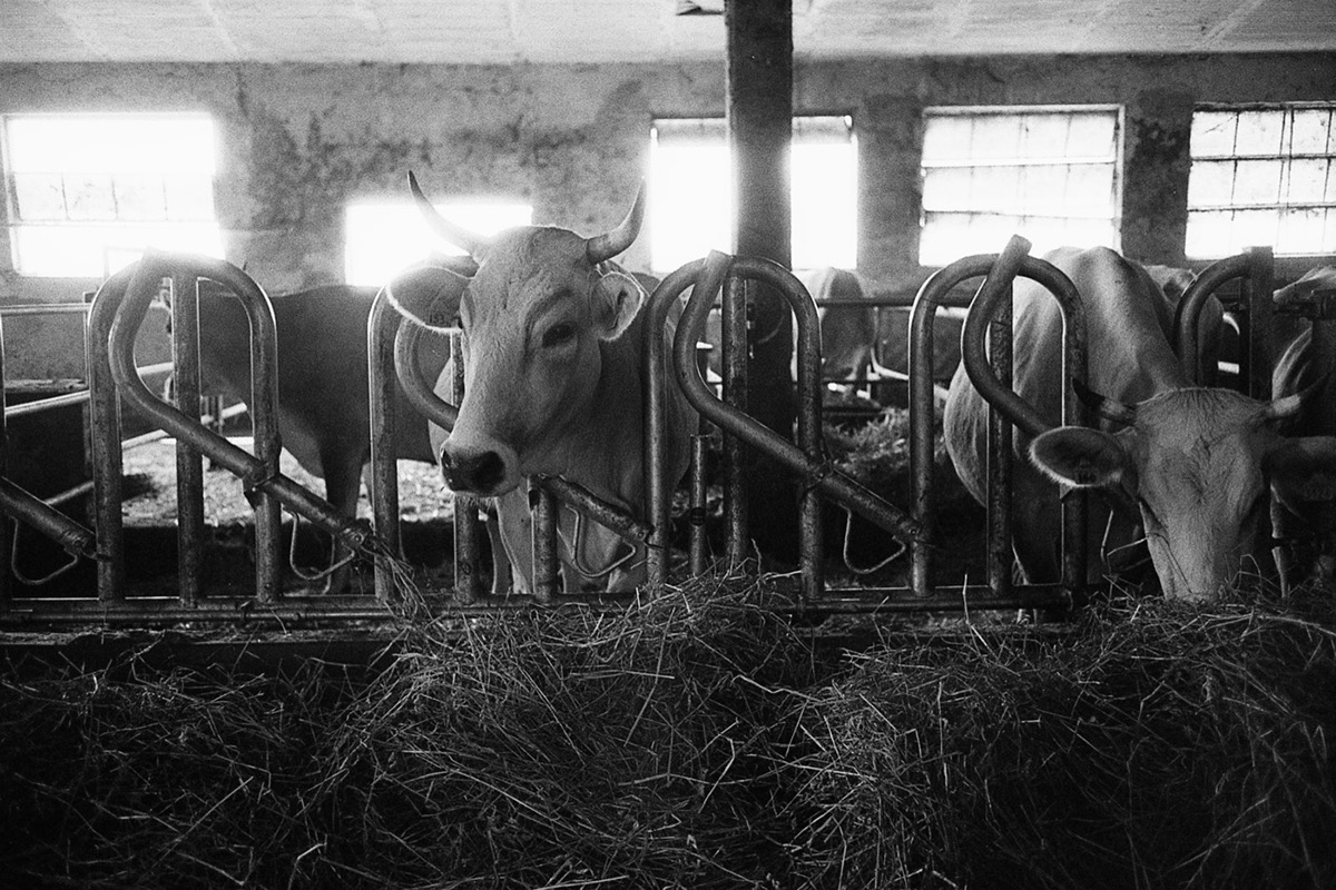 cascina lagoscuro allevamento mucche maiali Formaggi biologico organic farm reportage leica M Film   analog