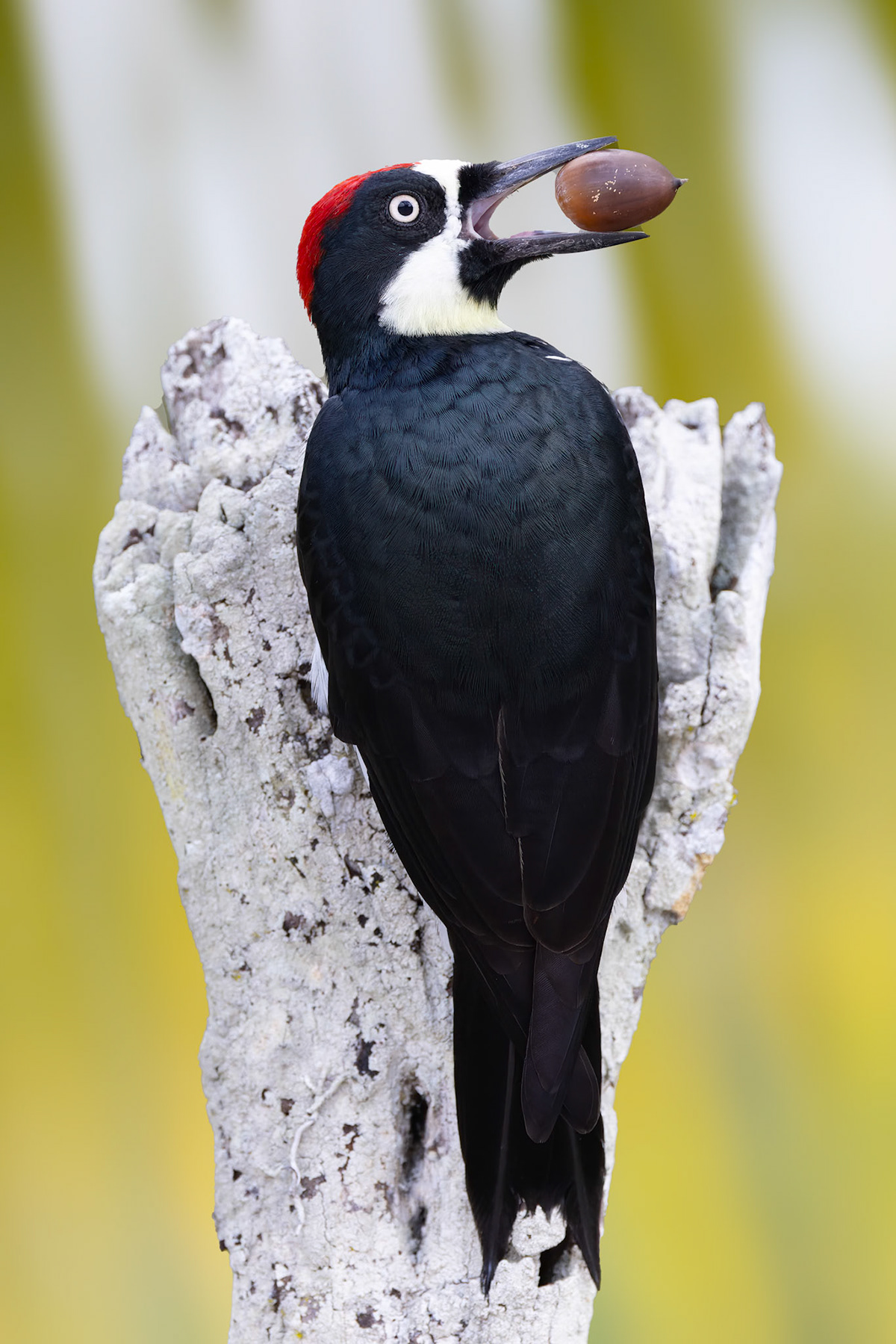 woodpecker bird birdwatching Nature belize Acorn Woodpecker