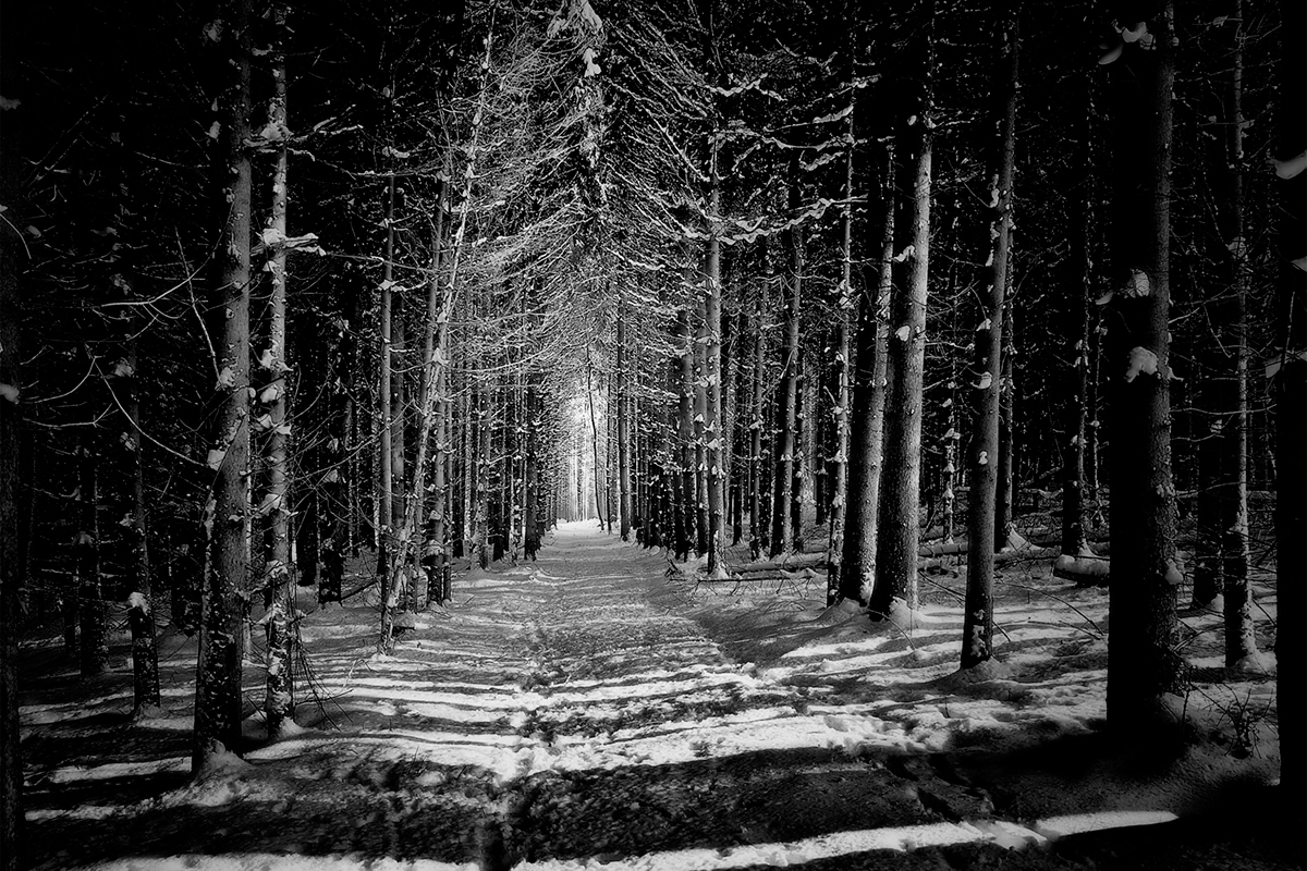 Nature  landscape  forest trees black and white bw