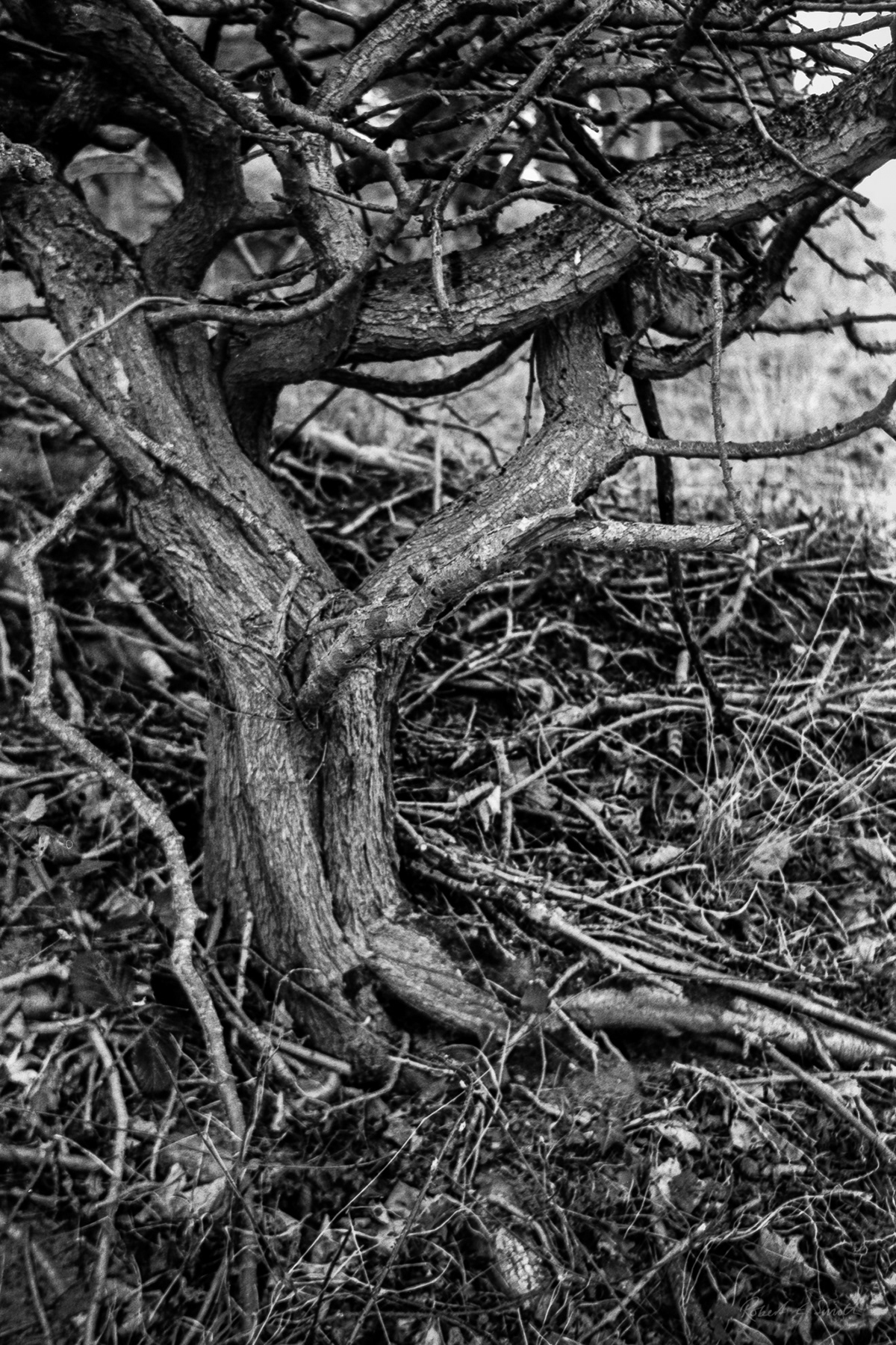 35mm 35mm film analog analog photography black and white Film   Nature Photography  robart robert e smith