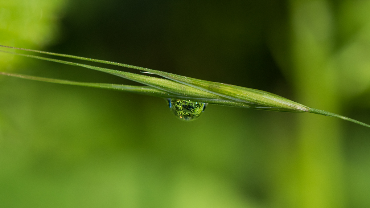 Adobe Portfolio macro Insects bugs close up Nature wildlife