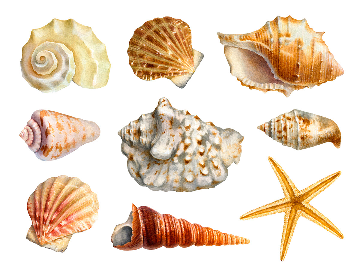 shell seashell marine pattern design ILLUSTRATION  hand drawn Drawing  watercolor nautical