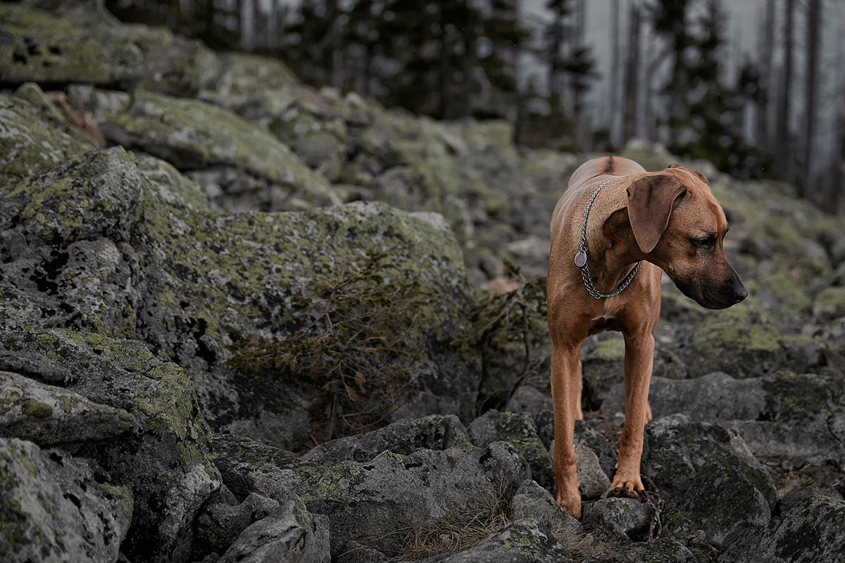 photographer POLAROID  nature Landscape  mountain forest  Bavarian Forest bayerischer wald dog bastiank inspire jörg marx