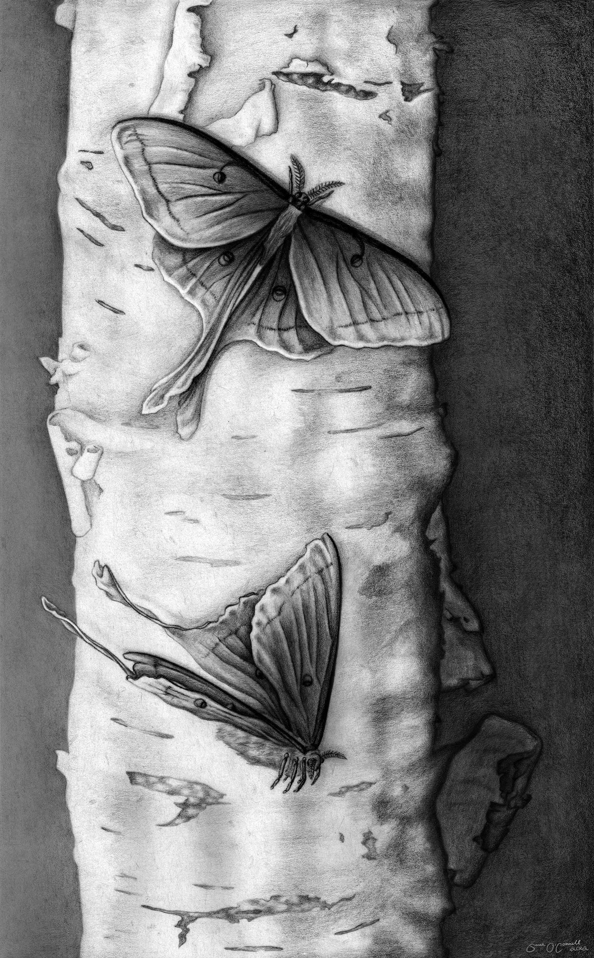 sarah o'connell luna moth actias luna scientific illustration