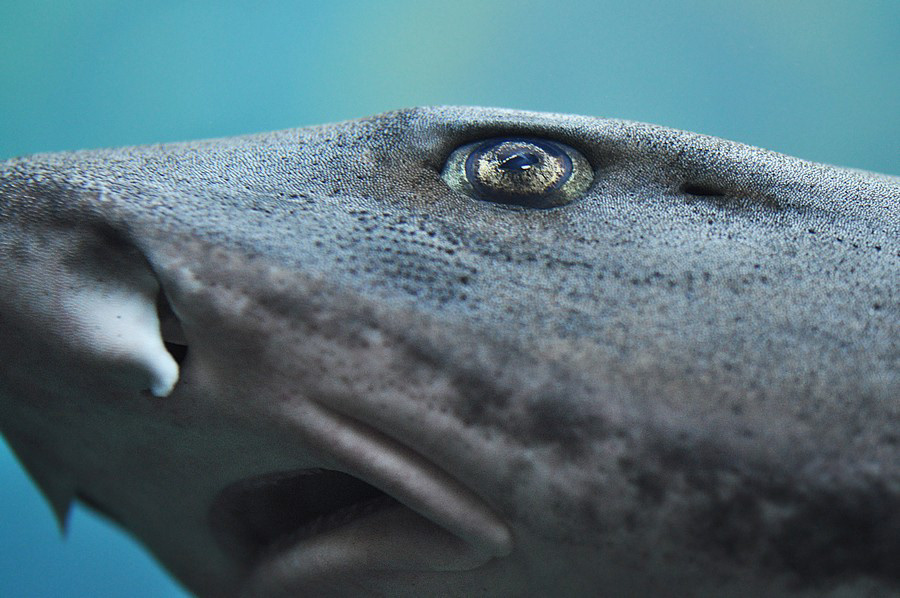 underwater  underwater life  fish   sea horse shark aquarium