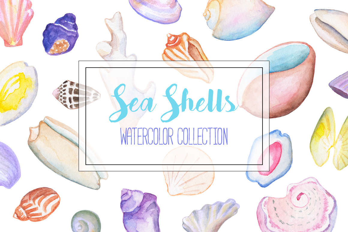 sea shell seashell watercolor ILLUSTRATION  animal mollusk nautical marine beach