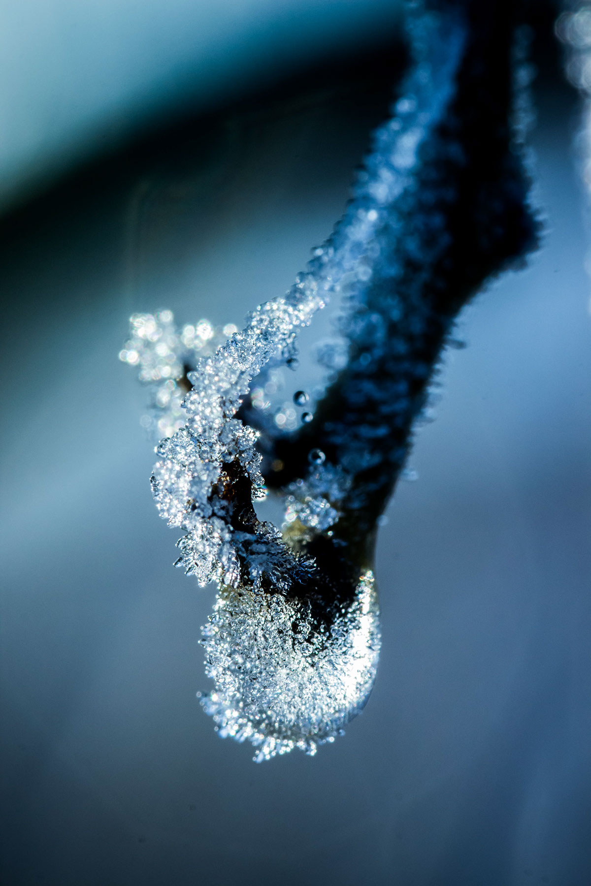 macro macrophotography photo winter cold color blue Nature MORNING ice FREEZE