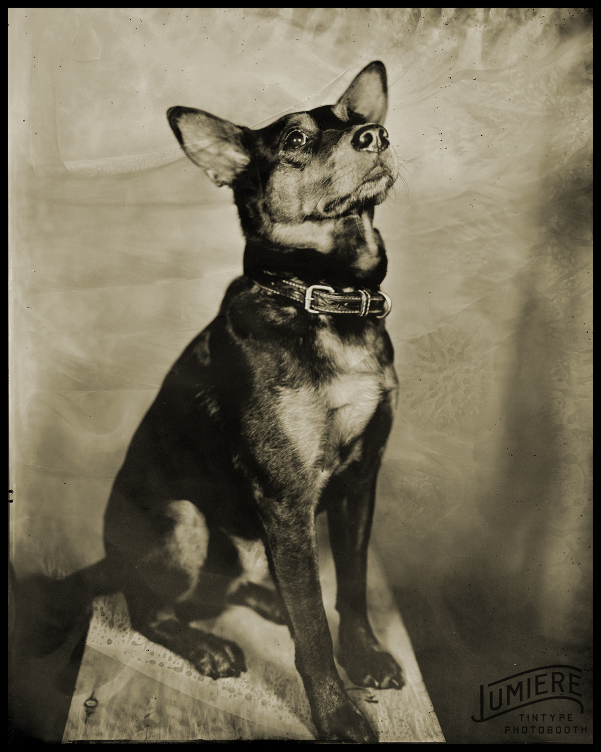 tintype wetplate collodion