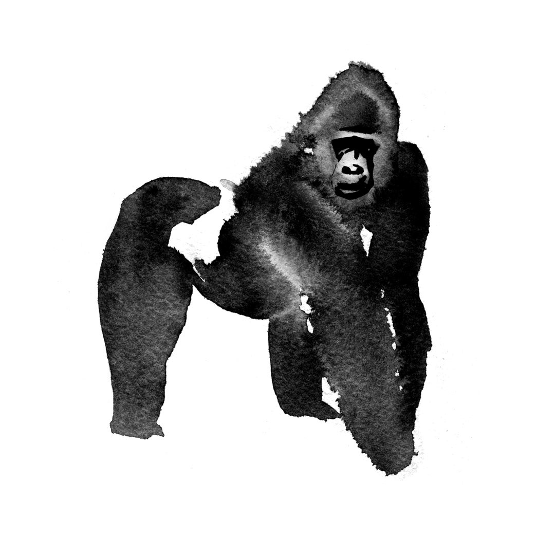watercolor watercolors watercolor illustration aquarelle Drawing  sketch monkey gorilla