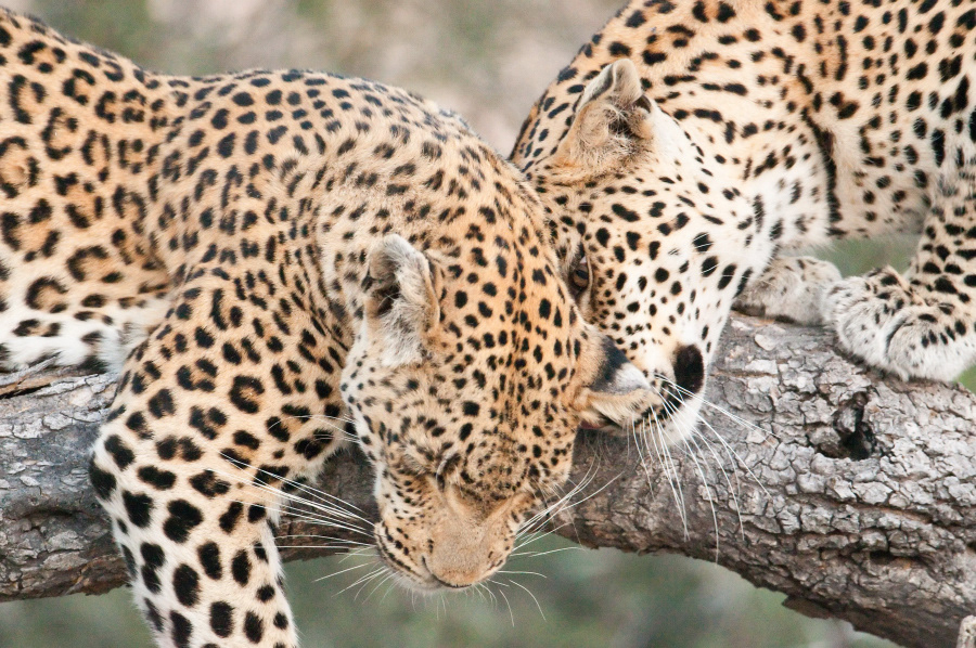Nature Botswana africa wildlife ODP safari
